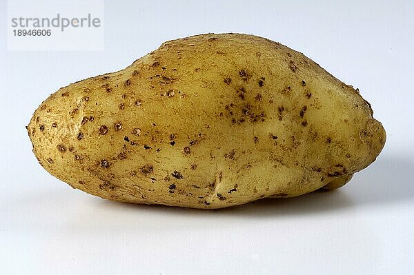 Kartoffeln (Solanum tuberosum) Emma  Freisteller