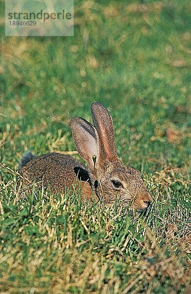 Europäisches Kaninchen (oryctolagus cuniculus)  erwachsen  versteckt im Gras