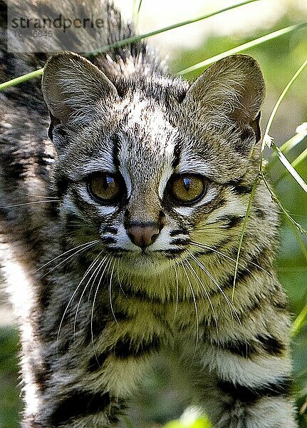 Tigerkatze oder Oncilla (leopardus tigrinus)  Portrait eines Erwachsenen