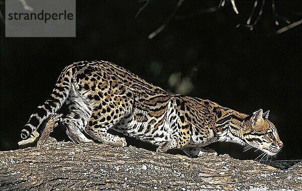 Ozelot (leopardus pardalis)  Erwachsener auf Ast