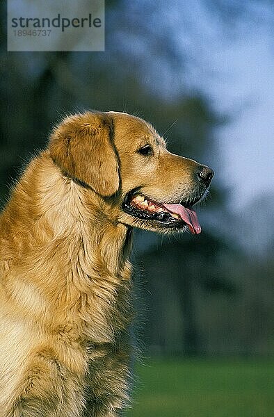 Golden Retriever Hund  Portrait eines Erwachsenen
