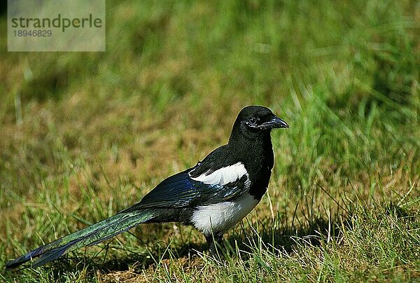 SCHWARZSCHNABEL-MAGAPIE ODER Elster (pica pica)  ERWACHSENER AUF GRAS STEHend  NORMANDIE