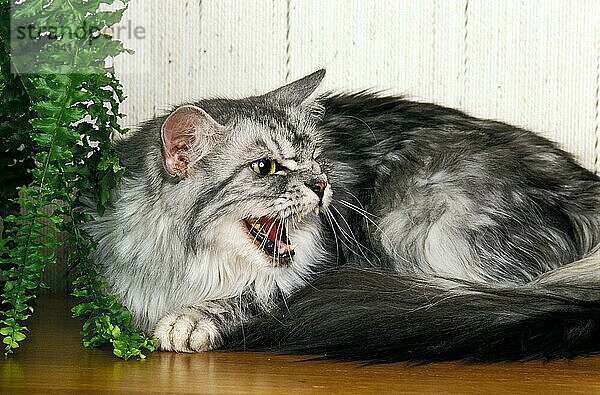 Silber Tabby Maine Coon Hauskatze  Erwachsene Knurren in der Nähe Topfpflanze