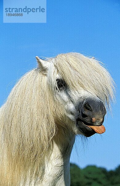 SHETLANDPONY  PORTRAIT EINES ERWACHSENEN MIT HERAUSGESTRECKTER ZUNGE