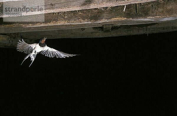 Rauchschwalbe (hirundo rustica)  Erwachsener in Fligh  Normandie in Frankreich