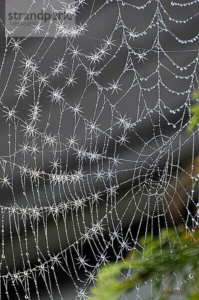 Spinnennetz einer Kreuzspinne mit Tautropfen und Sternfilter