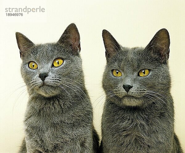 Chartreux Hauskatze  Porträt von Erwachsenen gegen weißen Hintergrund