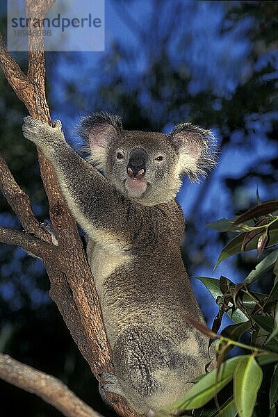 KOALA (phascolarctos cinereus)  ERWACHSENER AUF BRANCHE STEHend  AUSTRALIEN