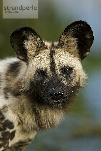 Afrikanischer Wildhund (lycaon pictus)  Porträt eines Erwachsenen  Namibia  Afrika