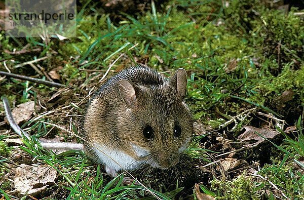 Langschwänzige Waldmaus (apodemus sylvaticus)  erwachsen