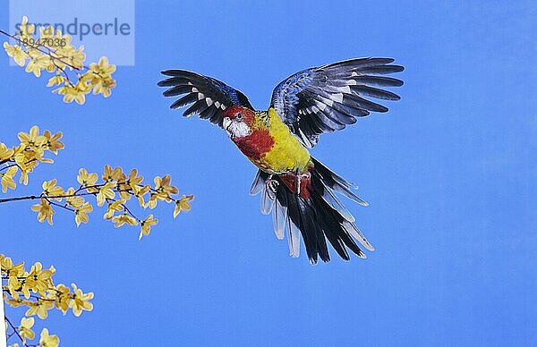 OSTLICHE ROSELLA ODER GOLDMÄNNLICHE ROSELLA (platycercus eximius)  ERWACHSENE IM FLUG