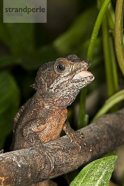 BRAUNE BASILISCHENLEISTE (basiliscus vittatus)  ERWACHSENER AUF BRANCHEN