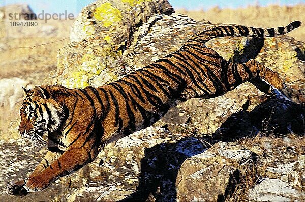 Königstiger (panthera tigris tigris)  ERWACHSENER SPRINGT VOM FELSEN