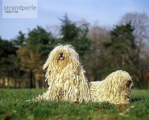 Ungarischer Puli Hund  Erwachsene auf Gras