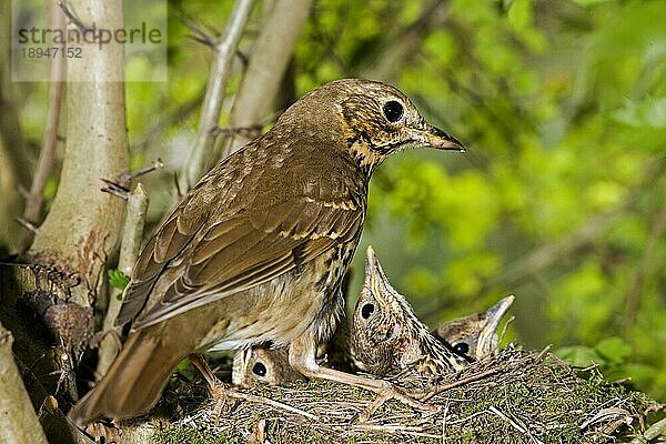 Singdrossel (turdus philomelos)  Erwachsene und Küken am Nest  Normandie