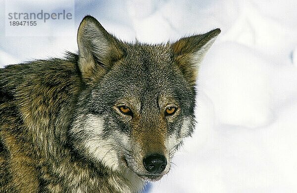 EUROPÄISCHER WOLF (canis lupus)  KOPF EINES ERWACHSENEN IM SCHNEE