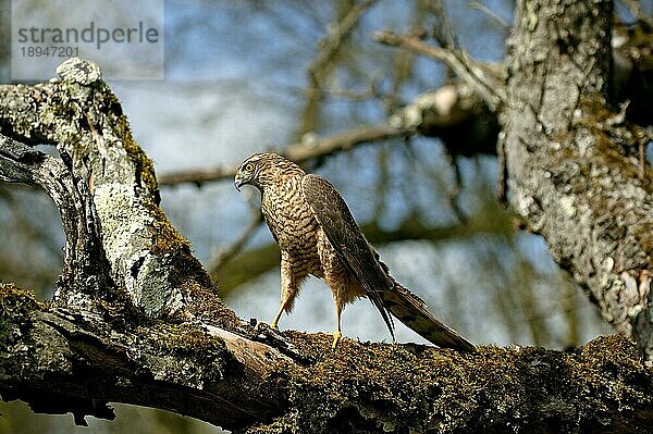 EUROPÄISCHES Sperber (accipiter nisus)  ERWACHSENER AUF BRANCHE STEHend