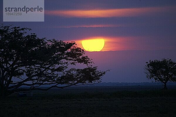 Sonnenuntergang mit Silhouette von Bäumen  Pampa  Los Lianos in Venezuela