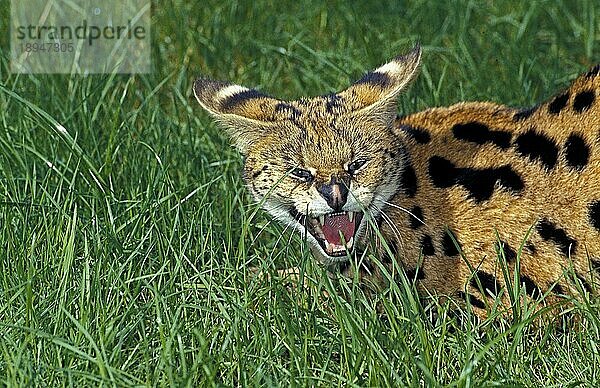 SERVAL (leptailurus serval)  ERWACHSENER