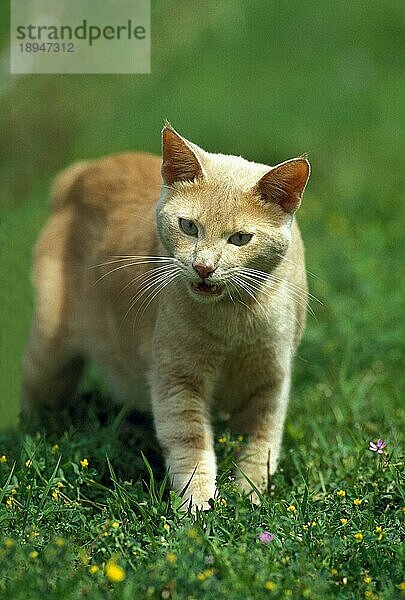 Rote Hauskatze  erwachsen miauend  stehend auf Gras