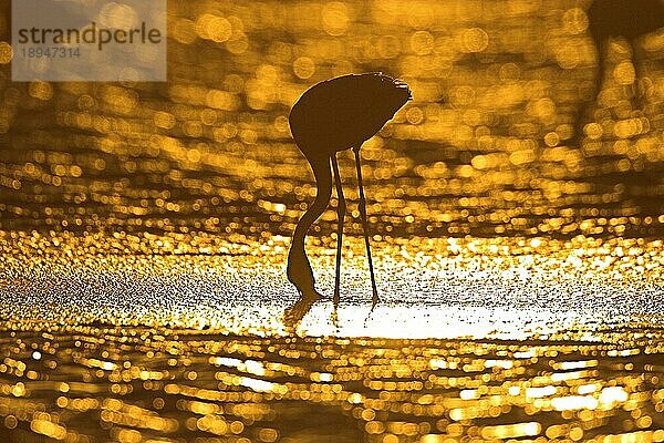 Zwergflamingo (Phoeniconaias minor) bei Sonnenuntergang  Walvis-Bay  Namibia  Afrika