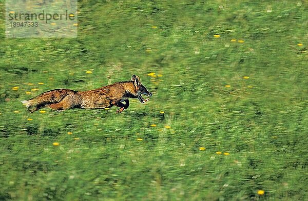 Rotfuchs (vulpes vulpes)  ERWACHSENER LÄUFT  NORMANDY