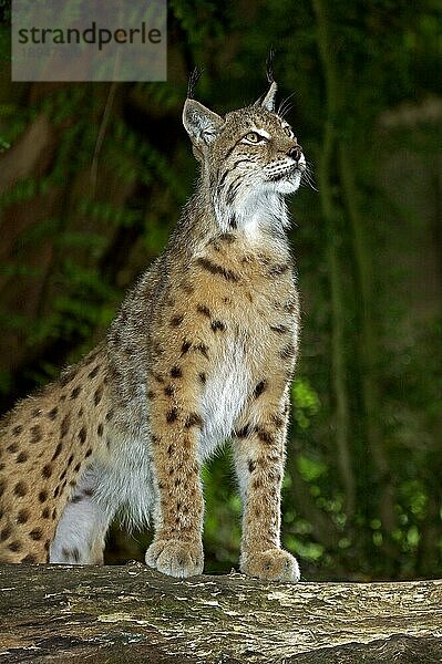 Europäischer Rotluchs (felis lynx)  erwachsen