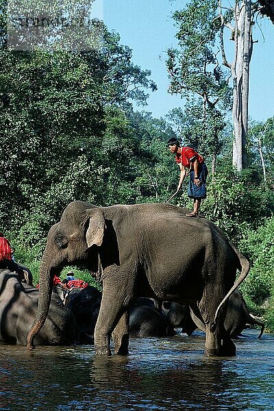 Mahout und Asiatische Elefanten (Elephas maximus)  Maesa  Thailand  Asien