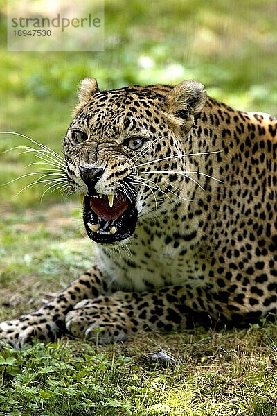 Amur-Leopard (panthera pardus orientalis)  Erwachsener Knurrer