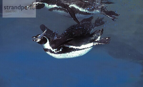 Humboldt-Pinguin (spheniscus humboldti)  Erwachsener im Wasser