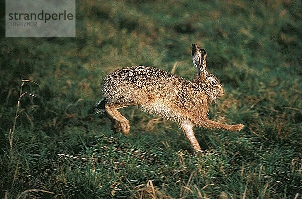 EUROPÄISCHER BRAUNHASE (lepus europaeus)  ERWACHSENE LAUFEND