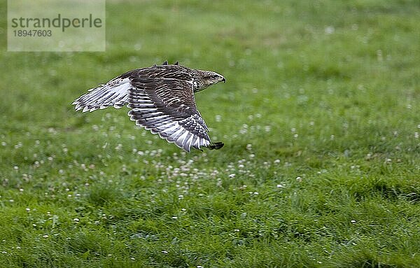 Königsbussard (buteo regalis)  ERWACHSENE IM FLUG