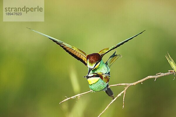 Bienenfresser  Paar  kopulierend (Merops apiaster)  Bulgarien  Europa