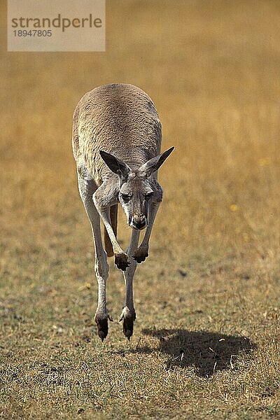 Rotes Känguru (macropus rufus)  Erwachsener springend