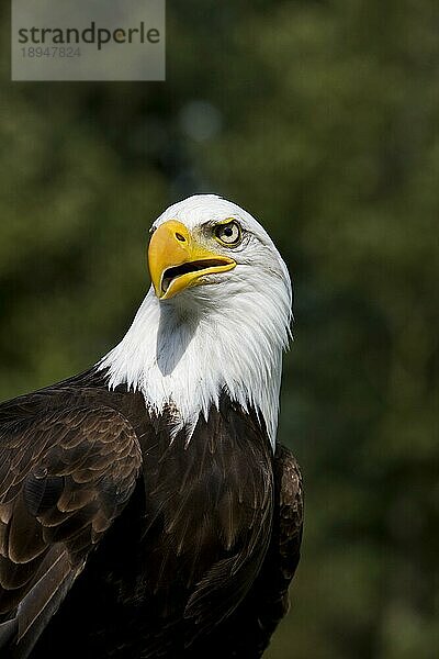 Weißkopfseeadler (haliaeetus leucocephalus)  PORTRAIT EINES ERWACHSENEN