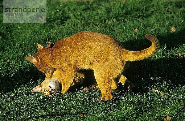 Abessinier und Rote Abessinier Hauskatze  erwachsen kämpfend