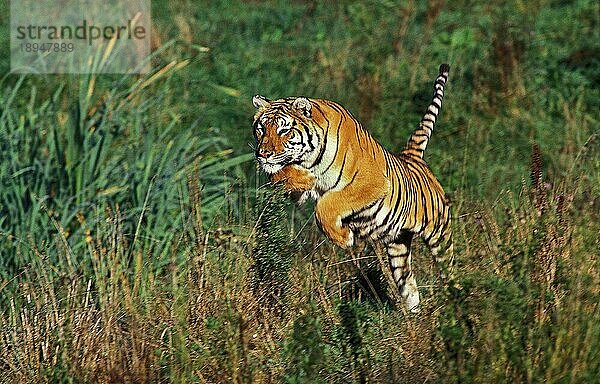 Königstiger (panthera tigris tigris)  ERWACHSENER SPRINGT IM LANGEN GRAS