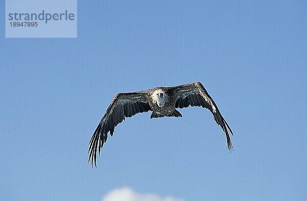 Gänsegeier (gyps fulvus)  Erwachsener im Flug gegen blauen Himmel