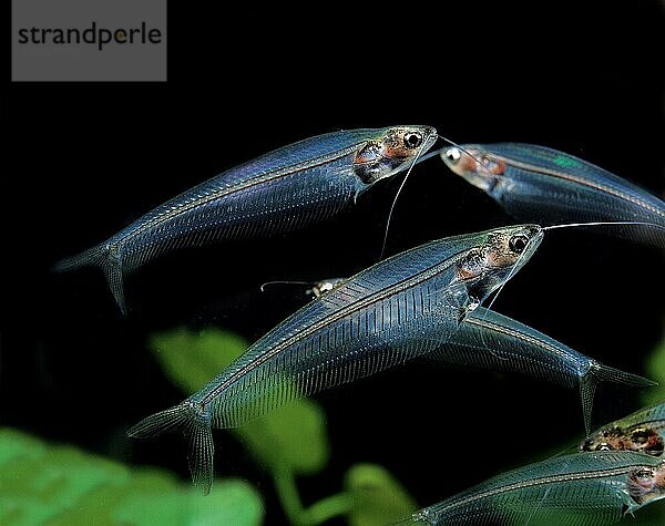 Indischer Glaswels  Indische Glaswelse  Andere Tiere  Fische  Tiere  Welsartige  Glass Catfish  kryptopterus bicirrhis  Transparent Fish  Adults