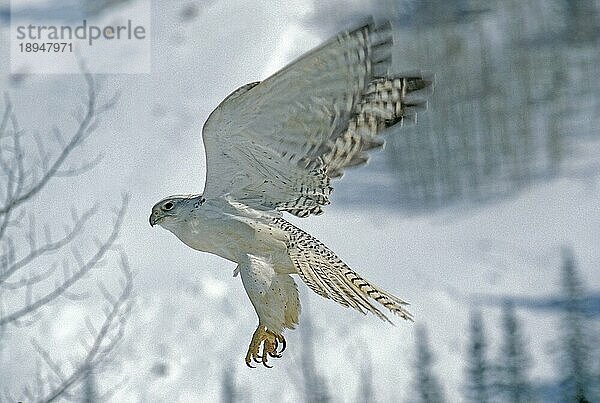 GYRFALKE (falco rusticolus)  ERWACHSENER IM FLUG  KANADA