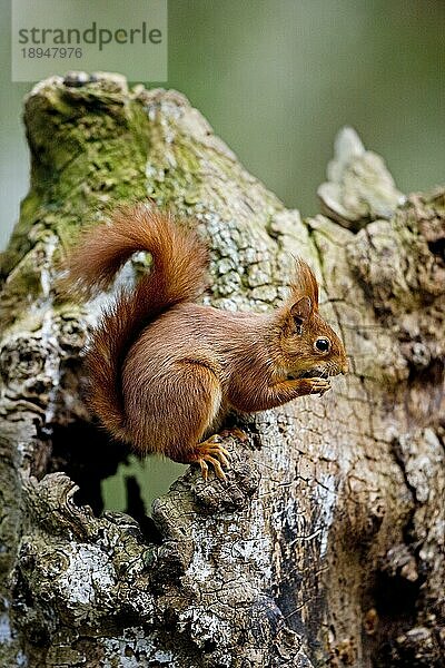 Europäisches Eichhörnchen (sciurus vulgaris)  ERWACHSENER FÄSST HAZELNUSS  NORMAL IN Frankreich