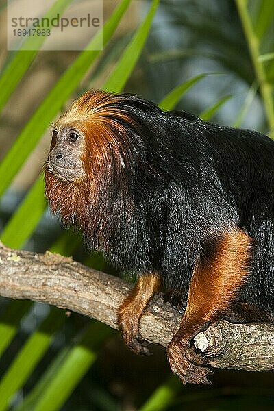 GOLDENER KOPFLÖWEN TAMARIN (leontopithecus chrysomelas)  ERWACHSENER AUF BRANCH