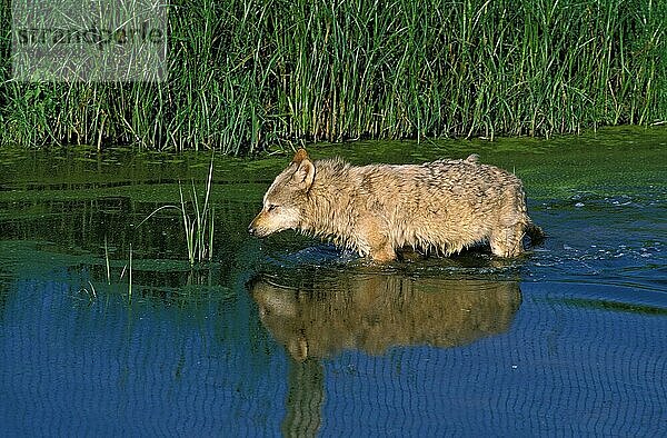 EUROPÄISCHER WOLF (canis lupus)  ERWACHSENER  DER IM WASSER LÄUFT