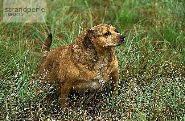 FETTLEIBIGER HUND  ERWACHSEN  SITZT IM GRAS