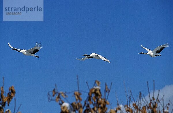 Japanischer Kranich (grus japonensis)  Erwachsener im Flug  Insel Hokkaido in Japan