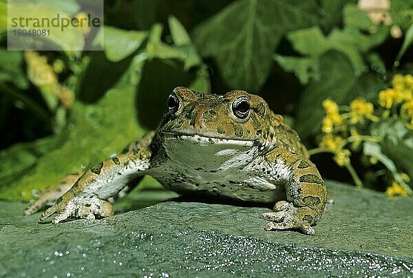 Wechselkröte (bufo viridis)  erwachsen