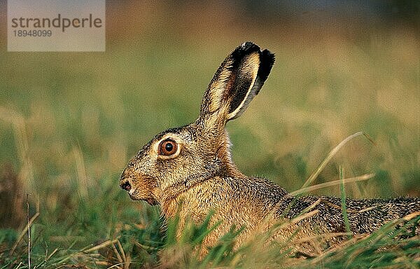 EUROPÄISCHER BRAUNHASEN (lepus europaeus)  ERWACHSENER  der sich umsieht