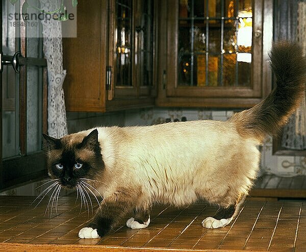 Birma Hauskatze  erwachsen stehend in der Küche