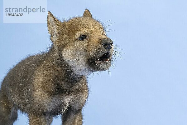 Eurasischer Wolf (Canis lupus lupus)  Tierportrait  heult  Welpe  Jungtier  juvenil  captive  3.5 Wochen  Studioaufnahme  Hintergrund blau