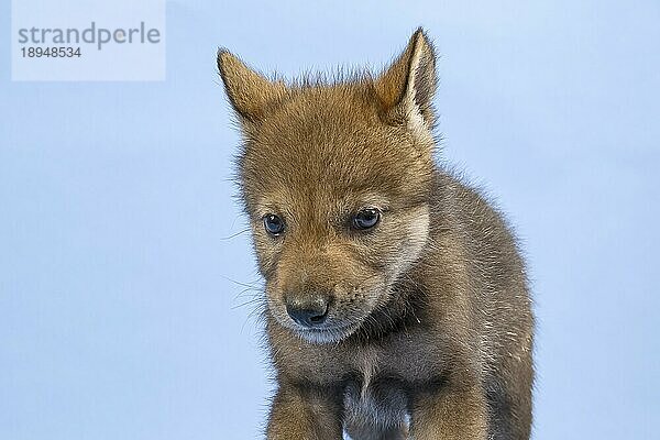 Eurasischer Wolf (Canis lupus lupus)  Tierportrait  Welpe  Jungtier  juvenil  captive  3.5 Wochen  Studioaufnahme  Hintergrund blau